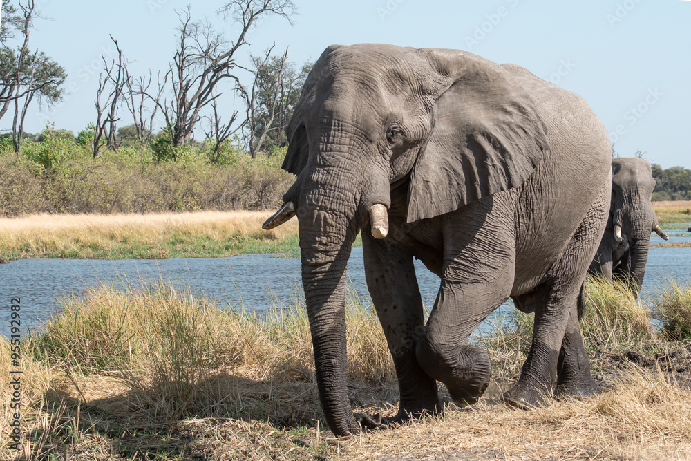 Obraz premium Elefanti in BWA