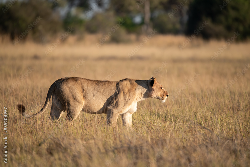 Fototapeta premium Lions in BWA