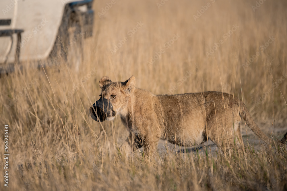 Fototapeta premium Lions in BWA