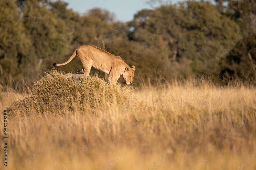 Naklejka premium Lions in BWA