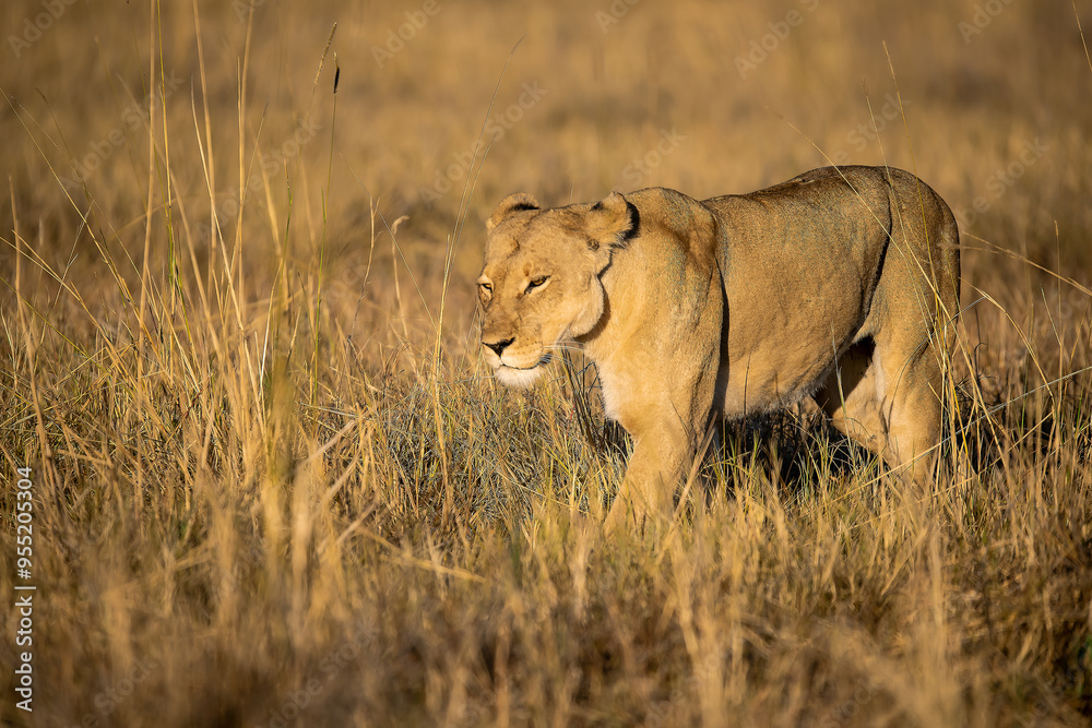 Lions in BWA Lions in BWA