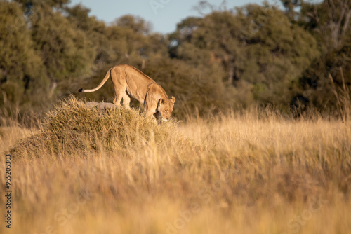 Lions in BWA