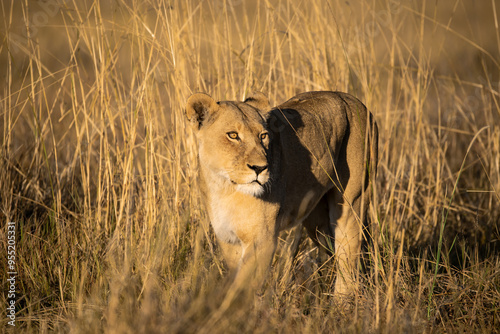 Lions in BWA