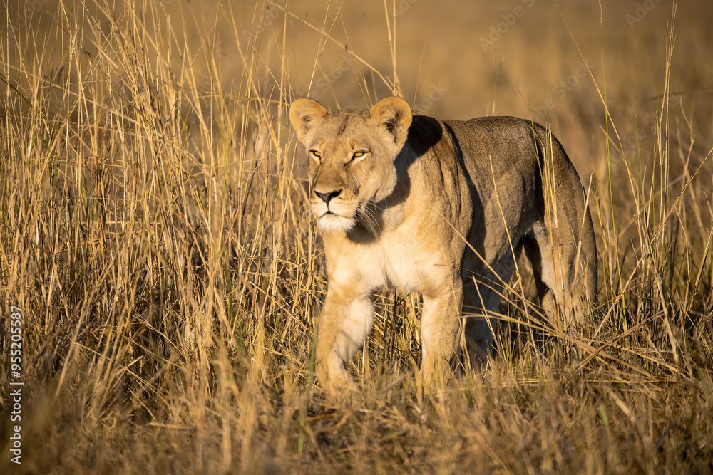 Naklejka premium Lions in BWA