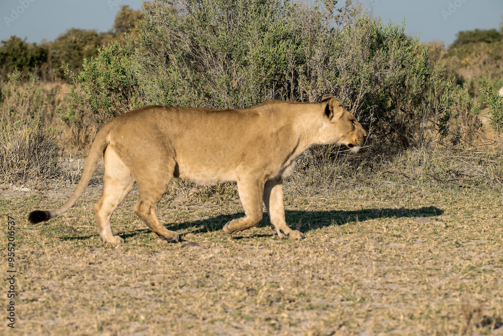 Naklejka premium lions in BWA