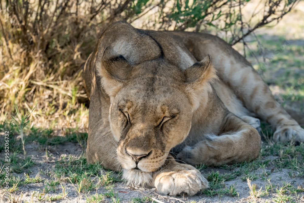 Naklejka premium lions in BWA