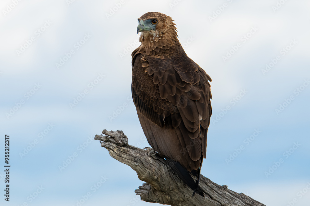 Bateleur Bateleur