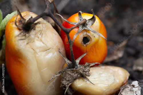 Tomato fruits are damaged by diseases. Close-up photo. Tomato rot (Sclerotinia).