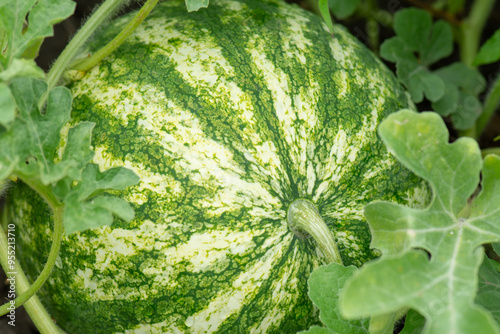 Ripe watermelon fruit (Citrullus lanatus) in the field. Close-up photo.