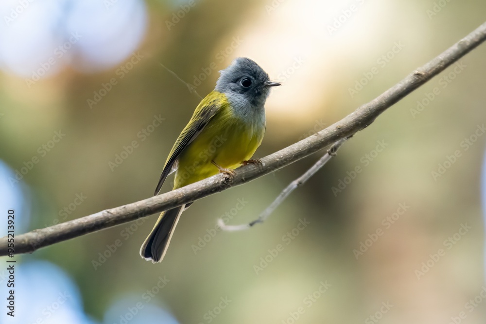 Fototapeta premium Grey-headed Canary-Flycatcher