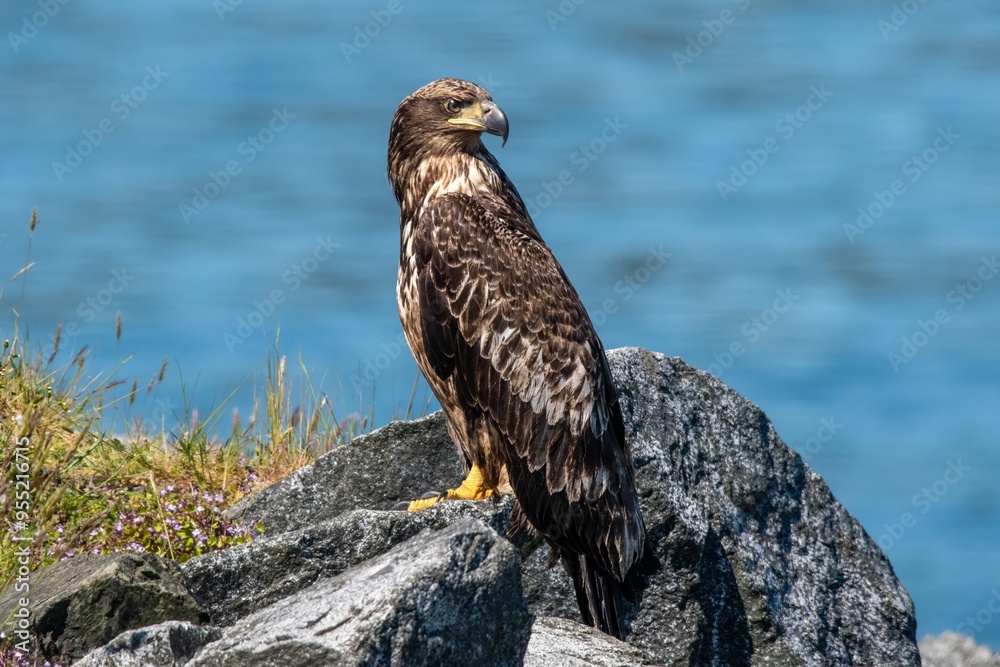 Bald Eagle Bald Eagle