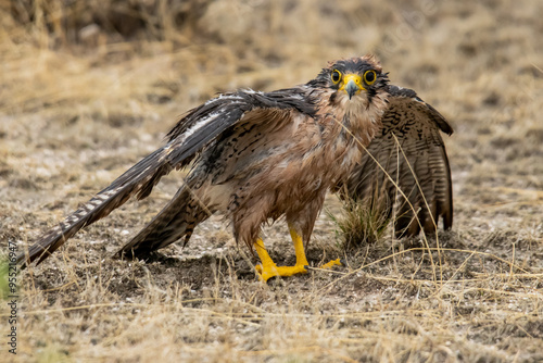 Lanner Falcon photo