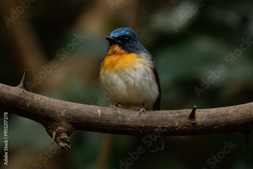 Indochinese Blue Flycatcher photo