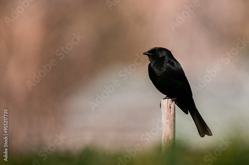 Southern Black Flycatcher