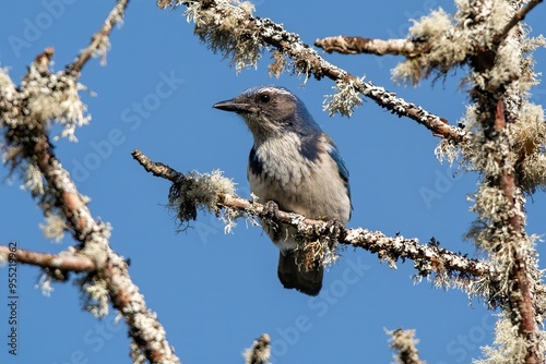 California Scrub Robin photo