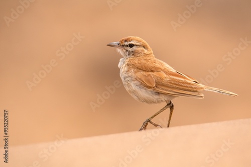 Dune Lark