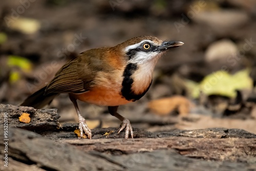 Lesser Necklaced Laughingthrush