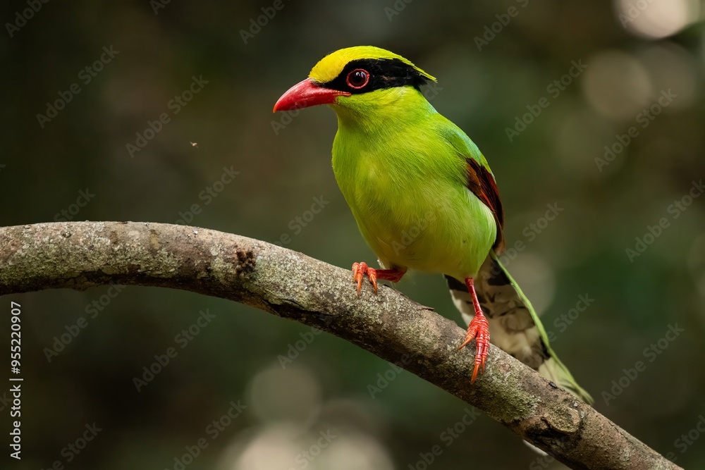 Obraz premium Common Green Magpie