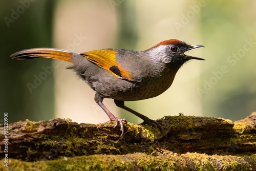 Silver-eared Laughingthrush
