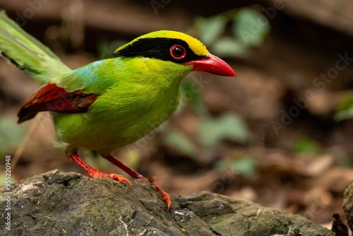 Common Green Magpie
