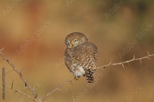 Pearl-spotted Owlet photo