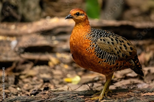 Ferruginous Partridge
