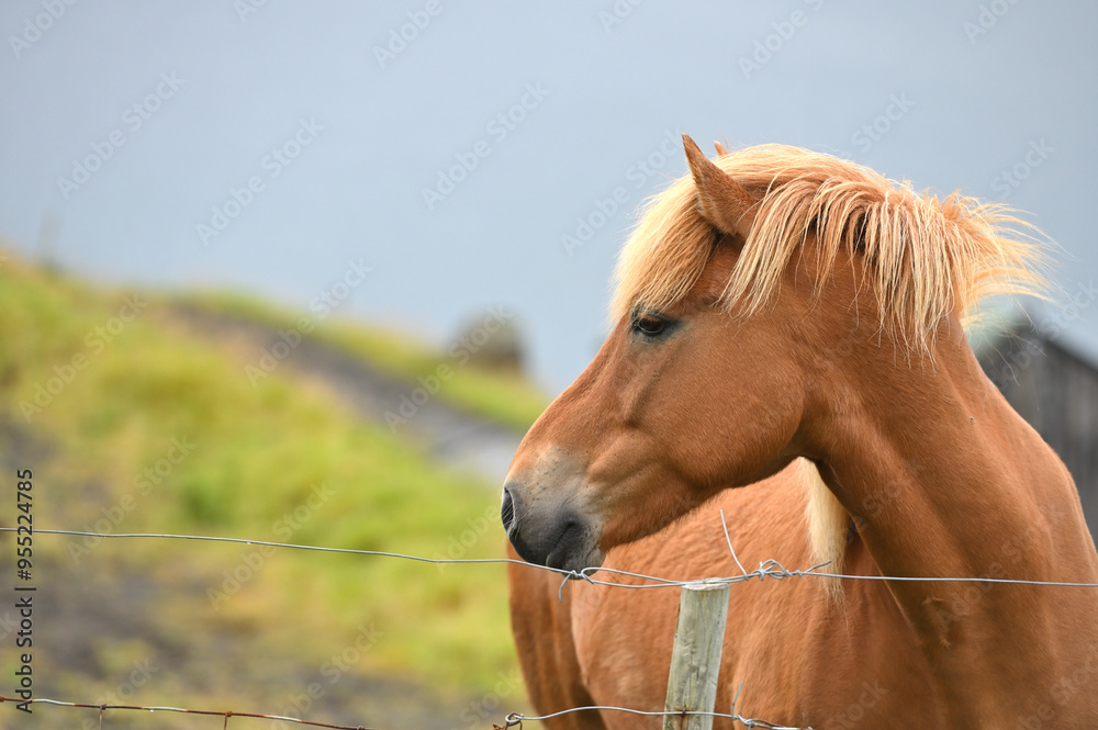 Obraz premium Horses on Faroe islands
