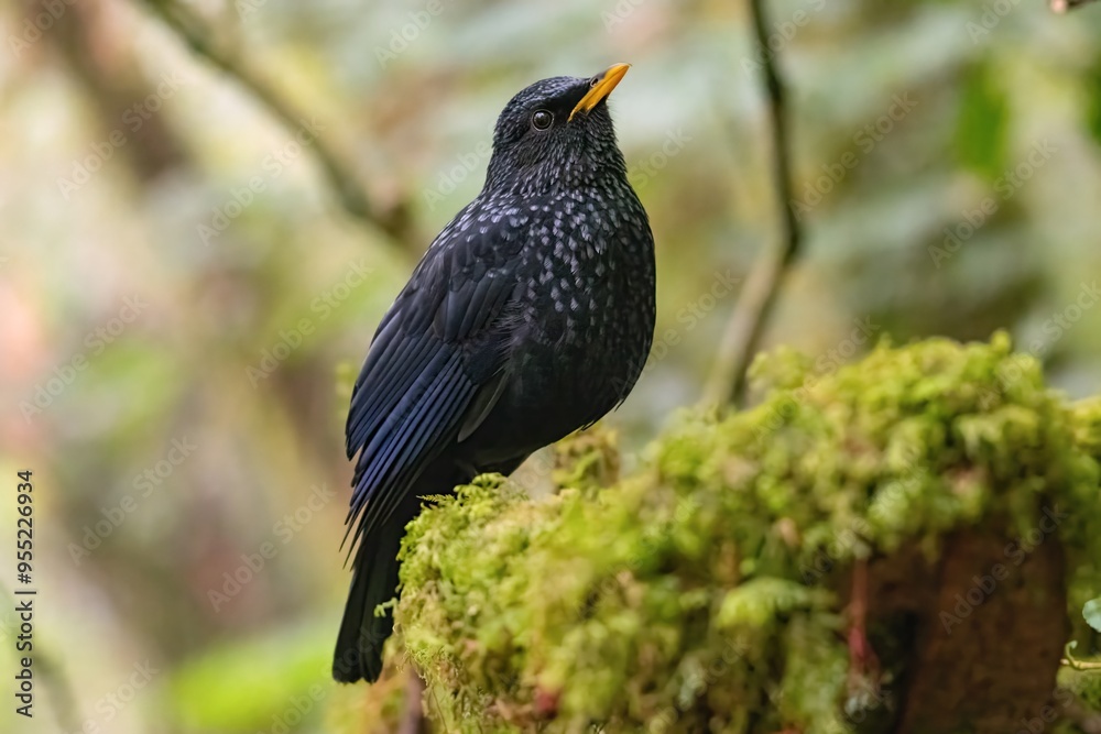 Fototapeta premium Blue Whistling Thrush