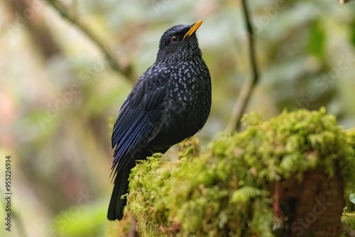 Blue Whistling Thrush