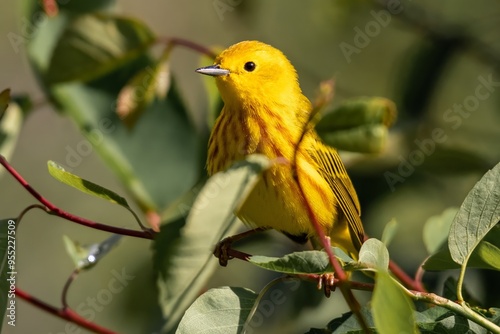 American Yellow Warbler