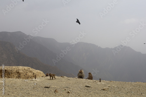 Hamadryas baboon, Papio hamadryas monkey, in the Asir Mountains in Saudi Arabia. Al Taif , Abha photo