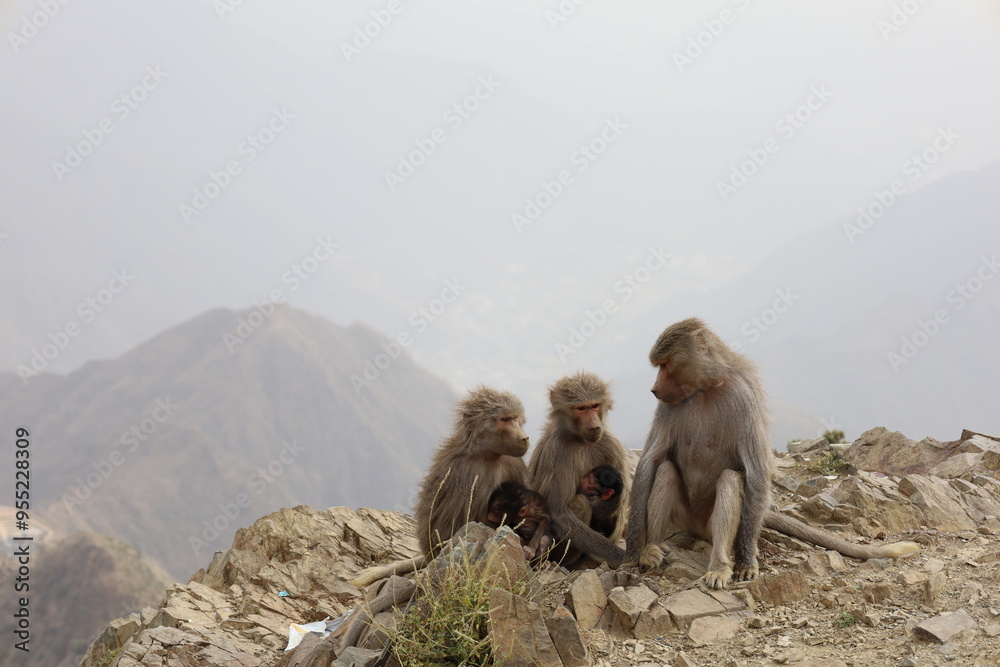 Naklejka premium Hamadryas baboon, Papio hamadryas monkey, in the Asir Mountains in Saudi Arabia. Al Taif , Abha