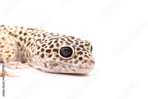 leopard gecko on white background