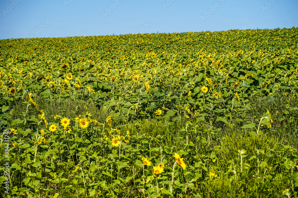Obraz premium Sunflower fields located in Pennsylvania.