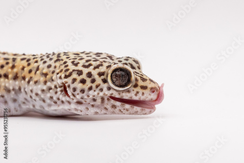 leopard gecko