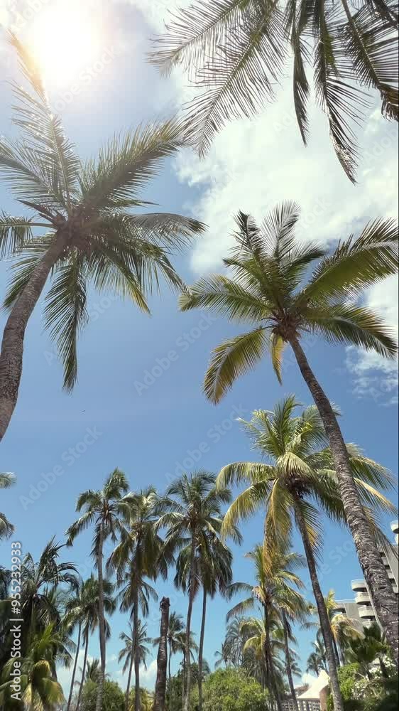 Vertical shot of coconut palm trees on a Caribbean beach Vertical shot of coconut palm trees on a Caribbean beach
