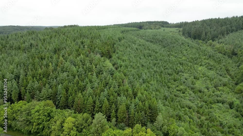 forest on top of hill aerial panning shot fast paced trees green landscape forest on top of hill aerial panning shot fast paced trees green landscape