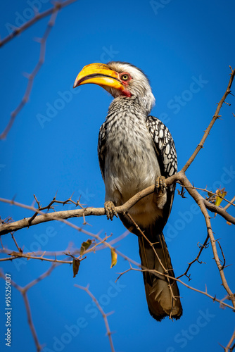 Africa Yellow-Billed Hornbill photo