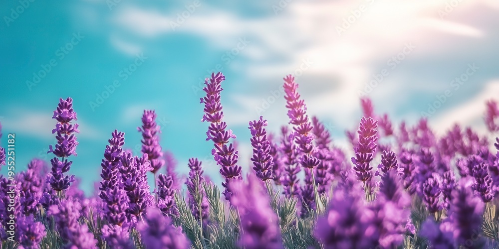 Fototapeta premium A field of purple flowers with a bright blue sky in the background