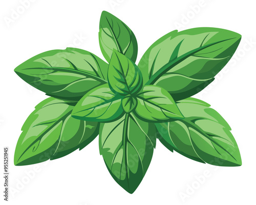 green basil vegetable vector illustration on white background