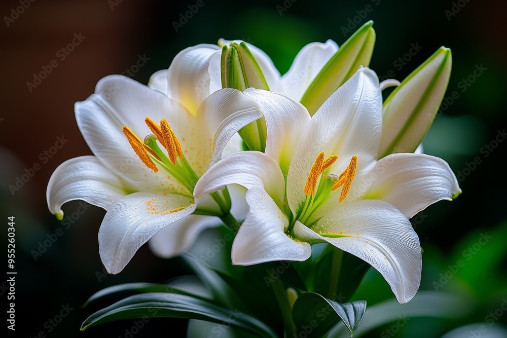 Lilies, Easter lilies, symbols of resurrection are deeply associated with religious traditions Lilies, Easter lilies, symbols of resurrection are deeply associated with religious traditions
