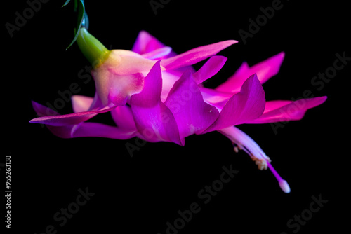 flower on black