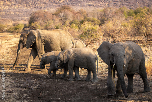 Africa Elephant in the Black Rhino Preserve, South Africa. photo