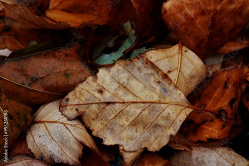 autumn leaves on the ground