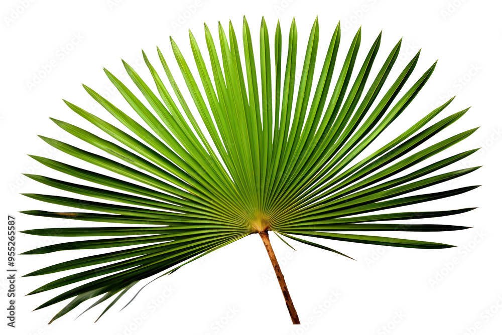 Fotografie PNG Tropical plants leaf tree white background.
