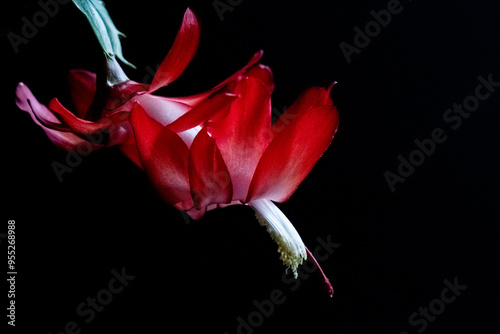 red flower on black