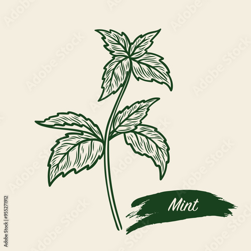Sketch drawing of a branch of mint