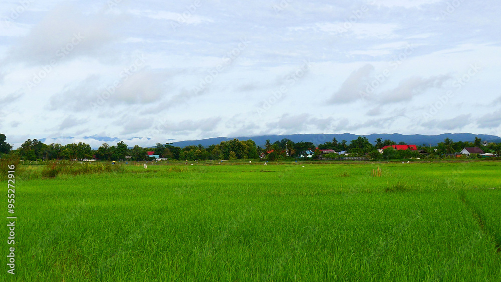 Beautiful natural green rice fields with bright sky background. Beautiful natural green rice fields with bright sky background.