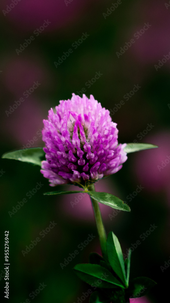Lavendel Closeup Lavendel Closeup