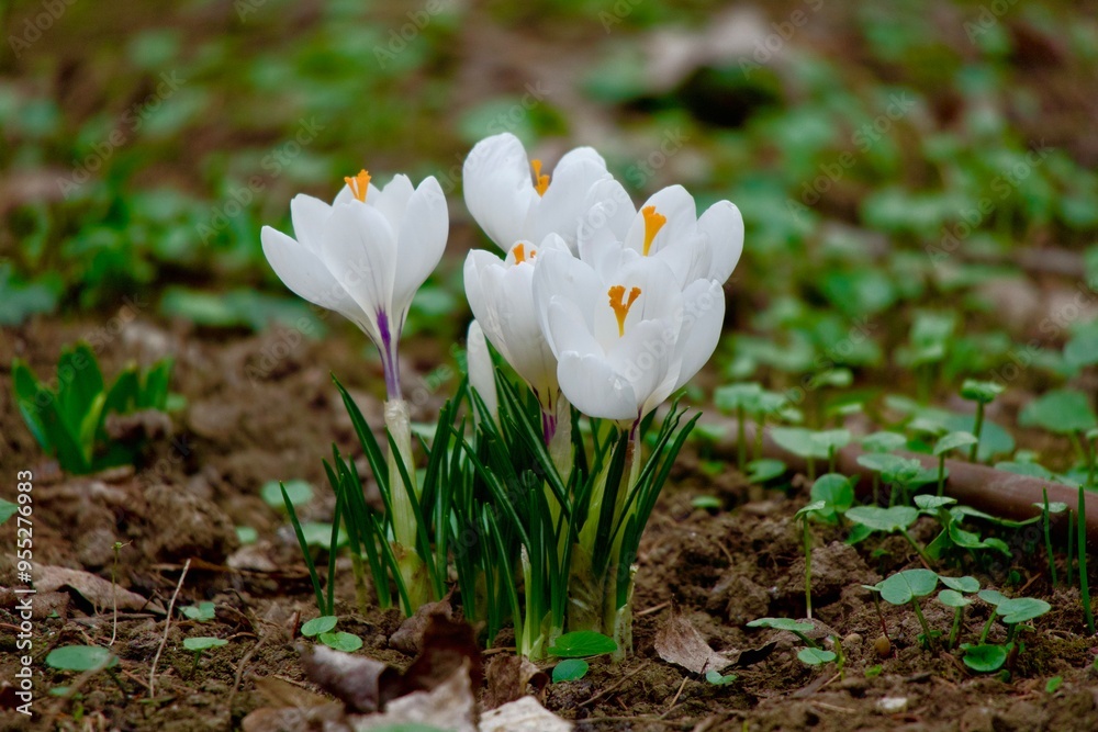 White spring flowers White spring flowers